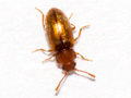 Micrambe ulicis